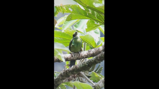 Blue-banded Toucanet - ML512499461