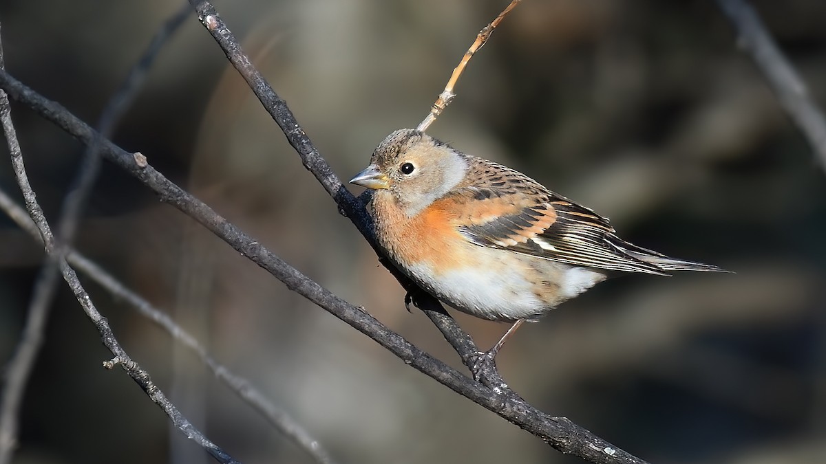 Brambling - Kuzey Cem Kulaçoğlu