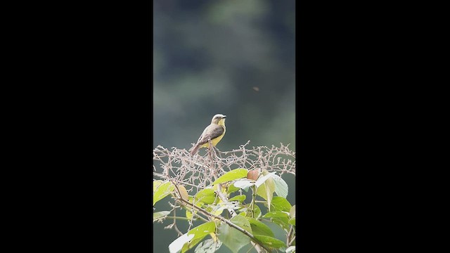 Lemon-browed Flycatcher - ML512500591