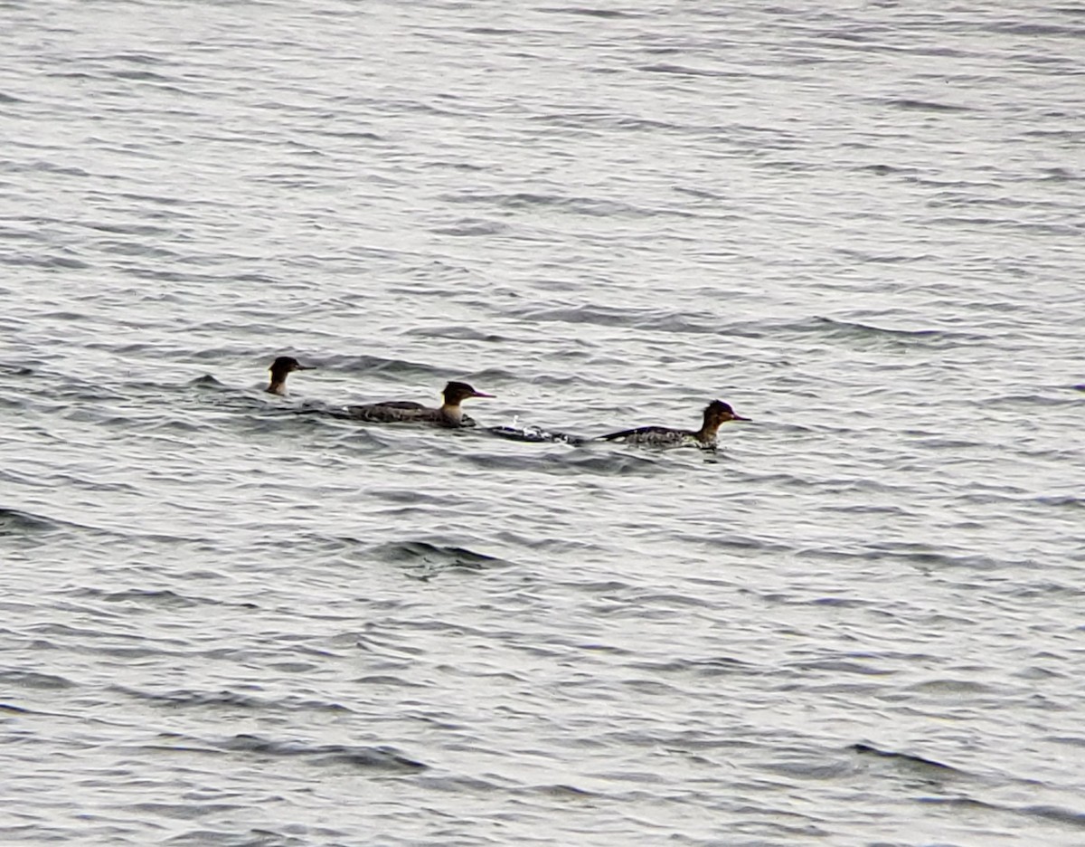Red-breasted Merganser - ML512500841