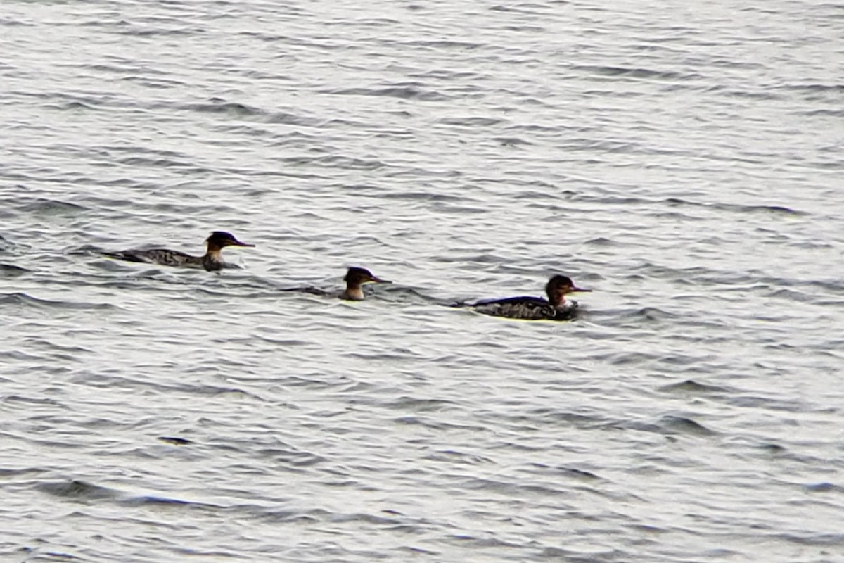 Red-breasted Merganser - ML512500911