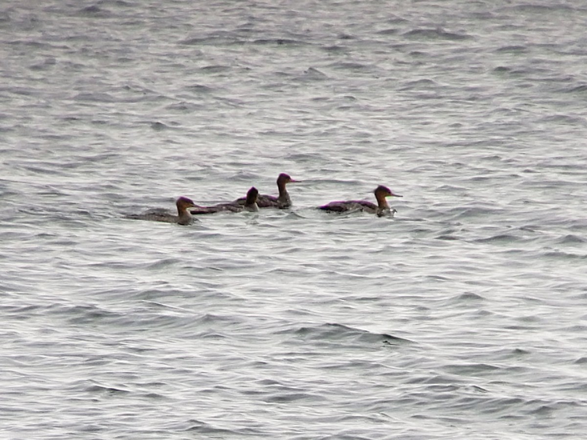 Red-breasted Merganser - ML512501551