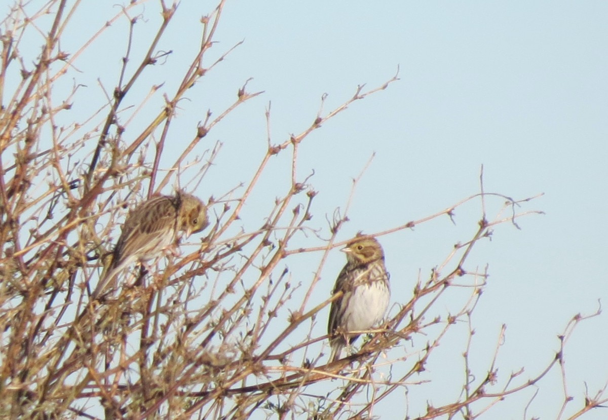 Savannah Sparrow - ML512503111