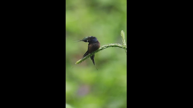 kolibřík ostrochocholatý - ML512503461