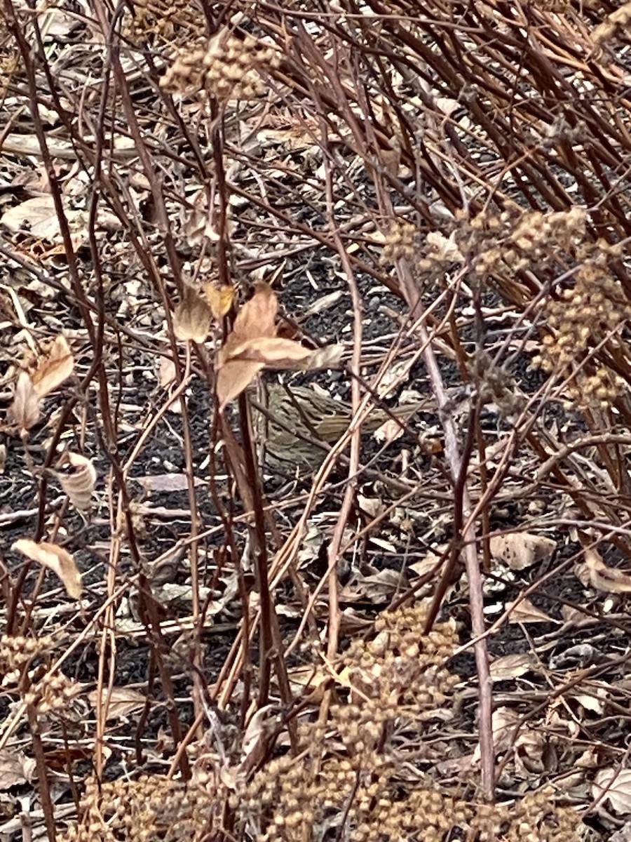 Lincoln's Sparrow - ML512503791