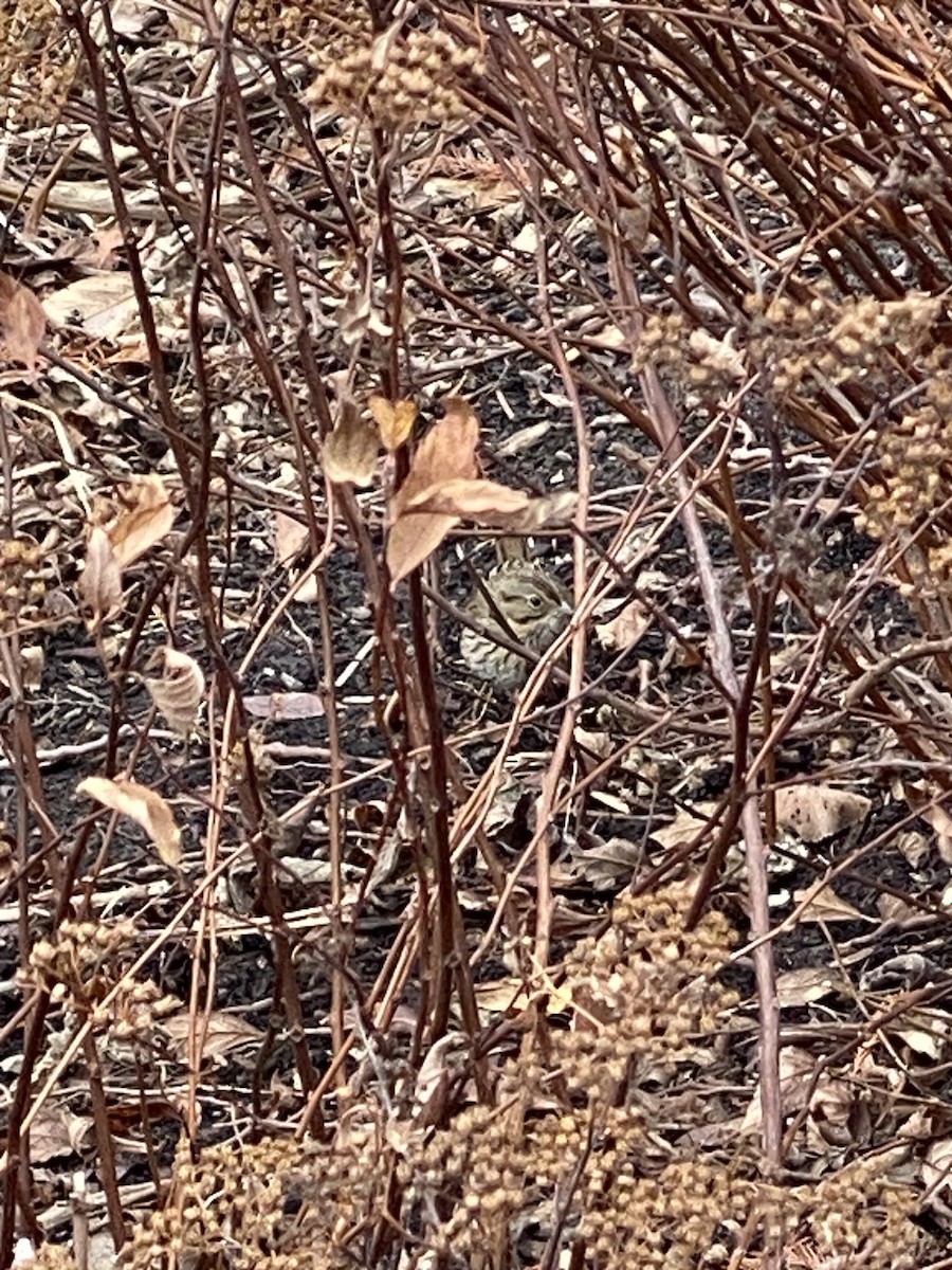 Lincoln's Sparrow - ML512503801