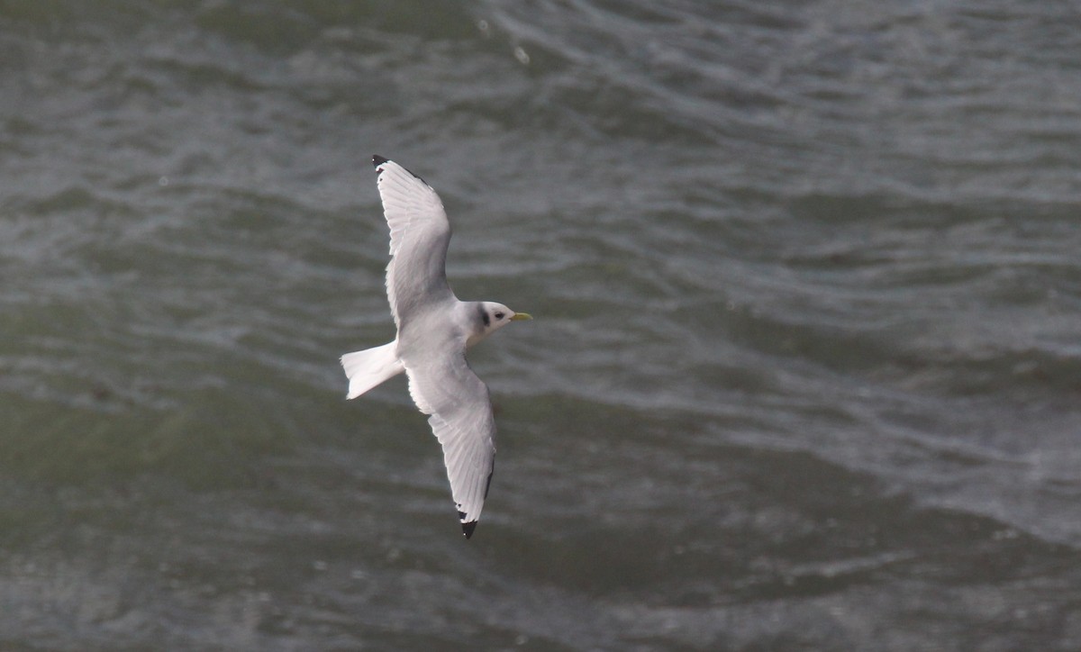 Black-legged Kittiwake - Nelson Fonseca