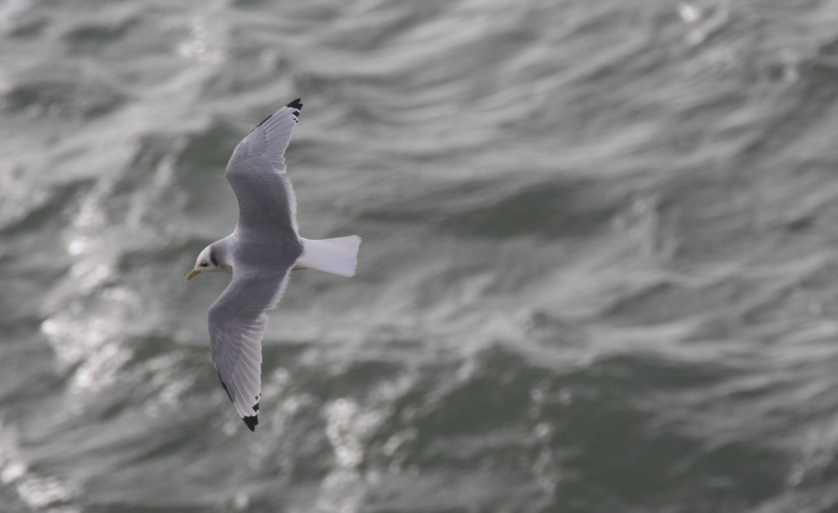 Black-legged Kittiwake - ML512504101