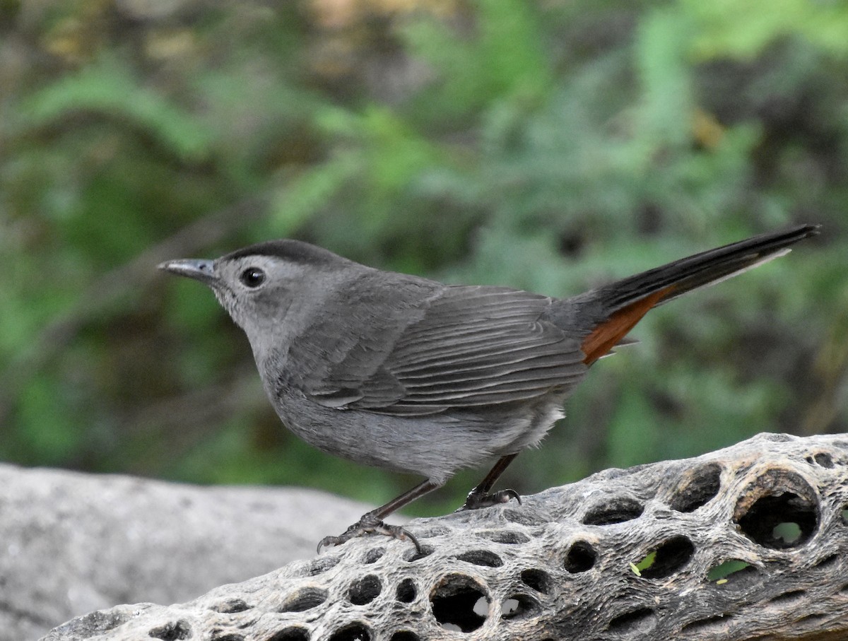 Gray Catbird - ML512506481