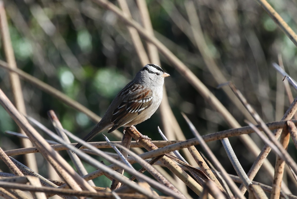 White-crowned Sparrow (Gambel's) - ML512507101