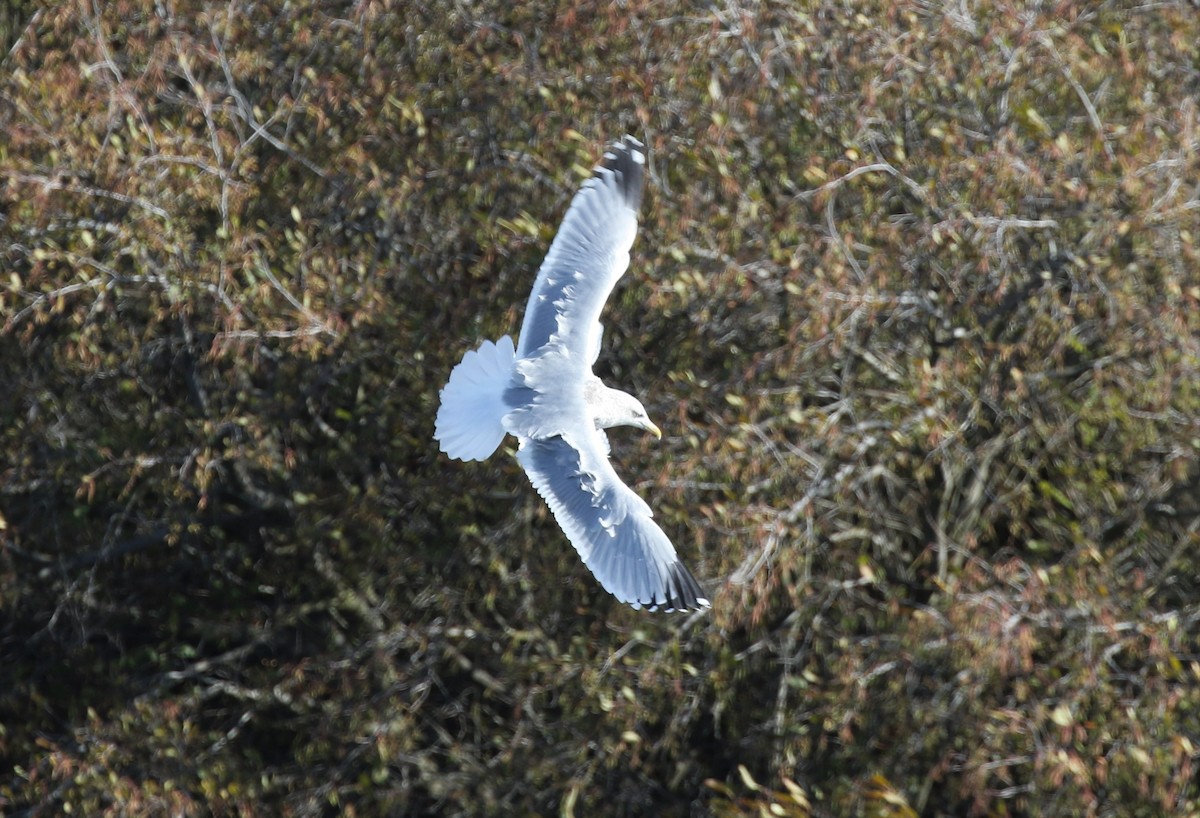 Herring Gull (American) - ML512507151