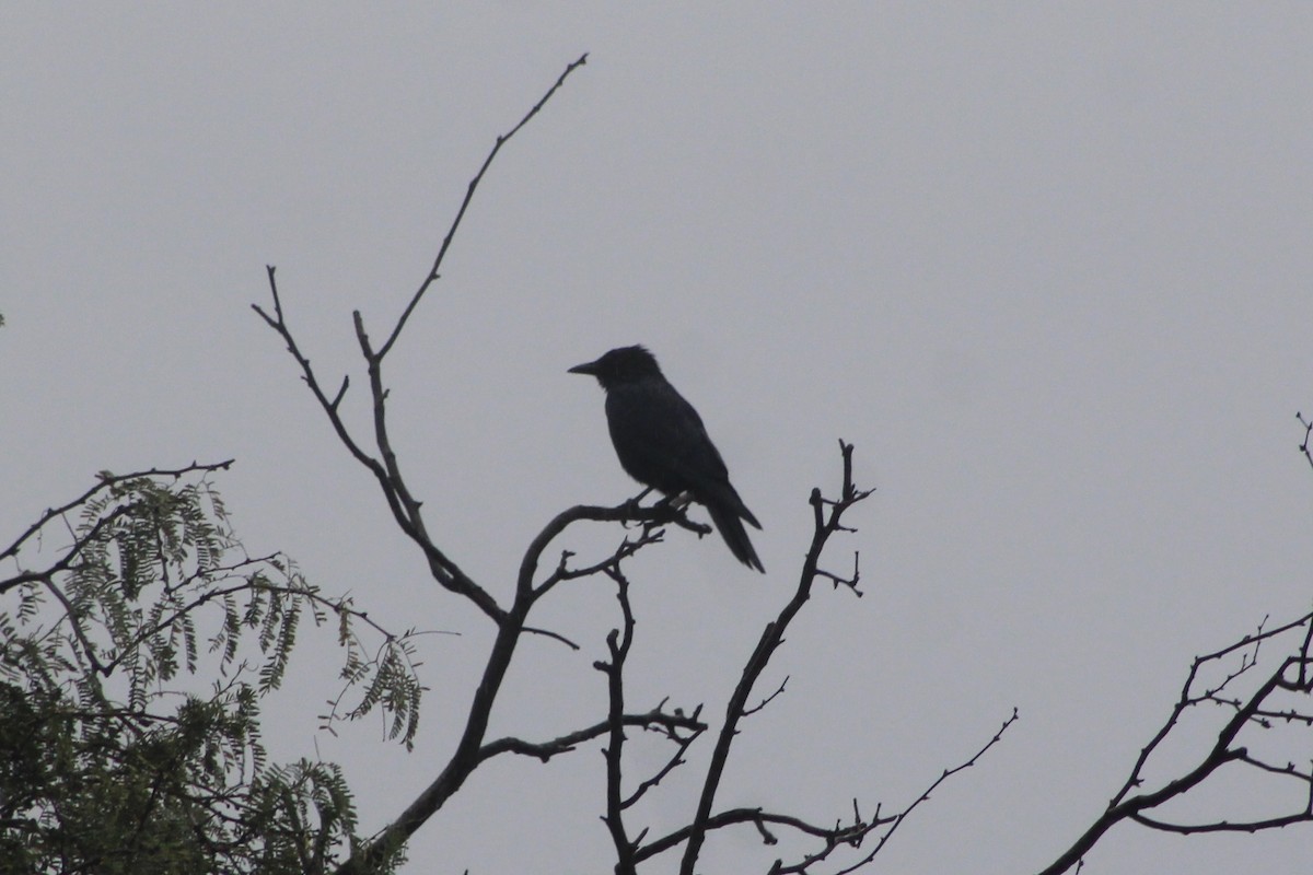 Sinaloa Crow - Jake Thompson