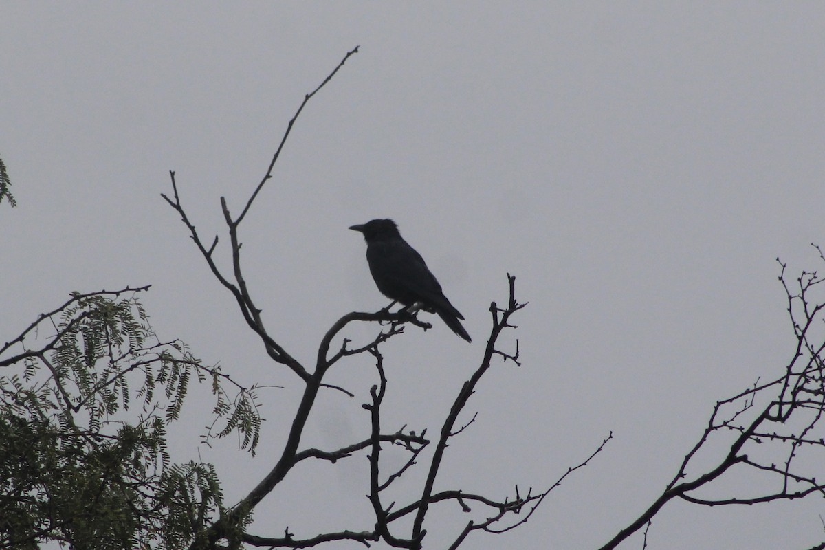 Sinaloa Crow - Jake Thompson