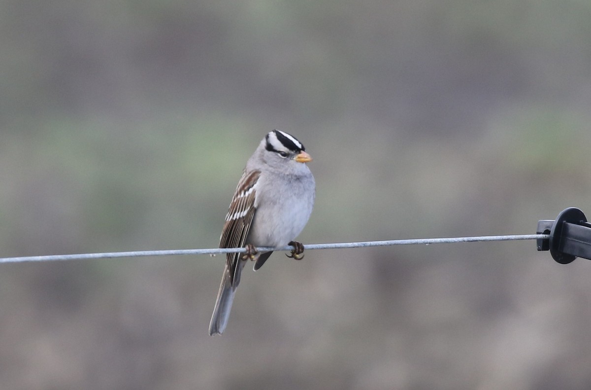 White-crowned Sparrow (Gambel's) - ML512507951