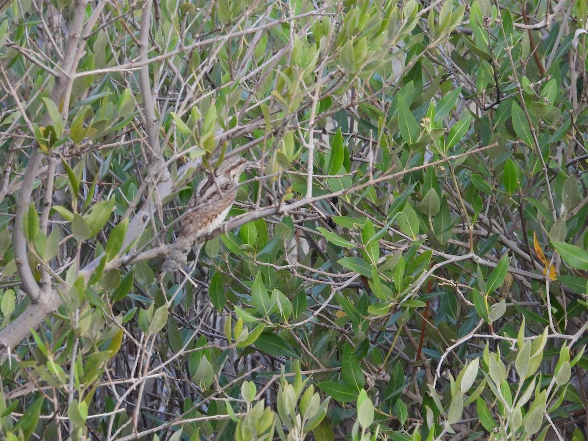 Eurasian Wryneck - ML512508711