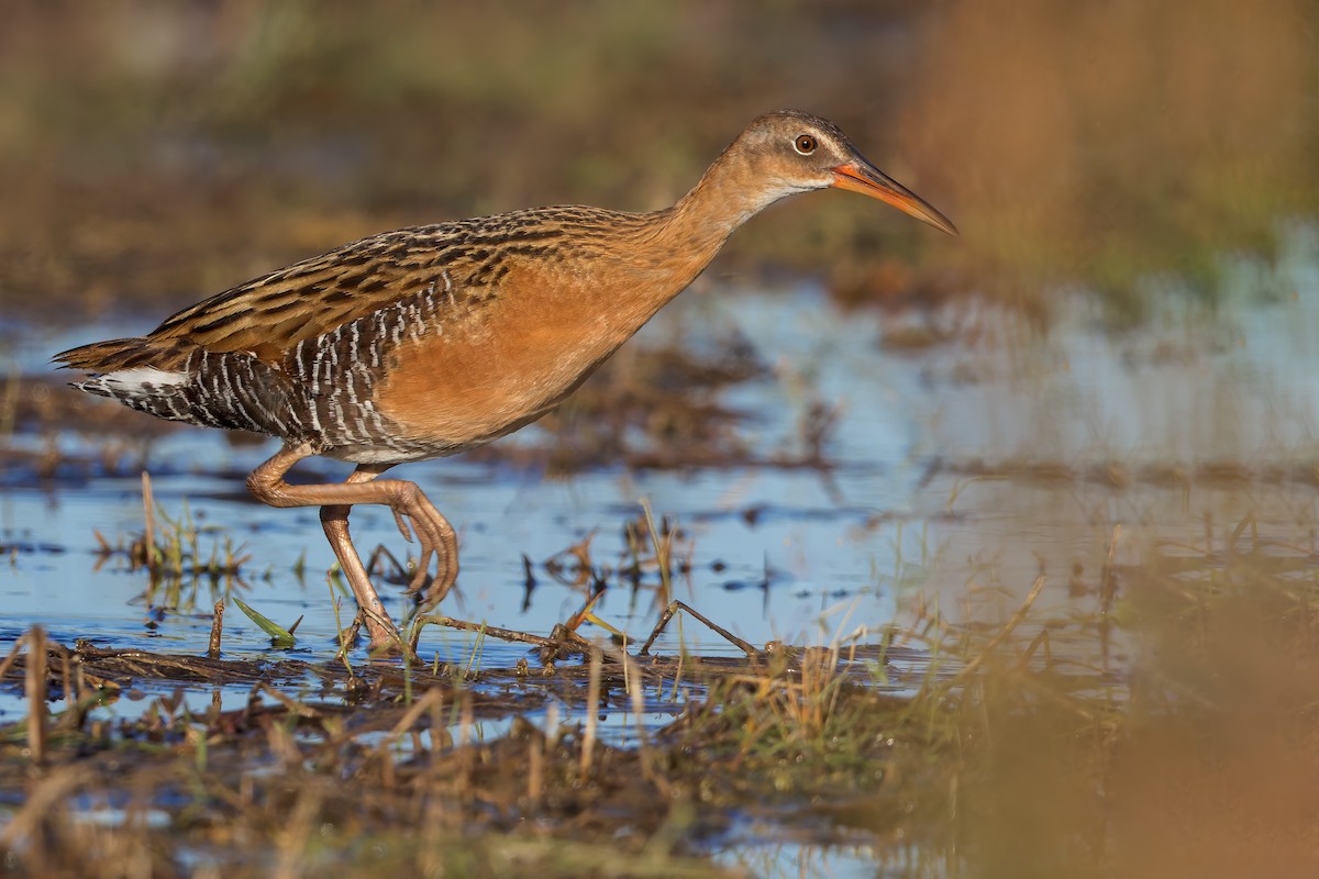 King Rail - ML512509071