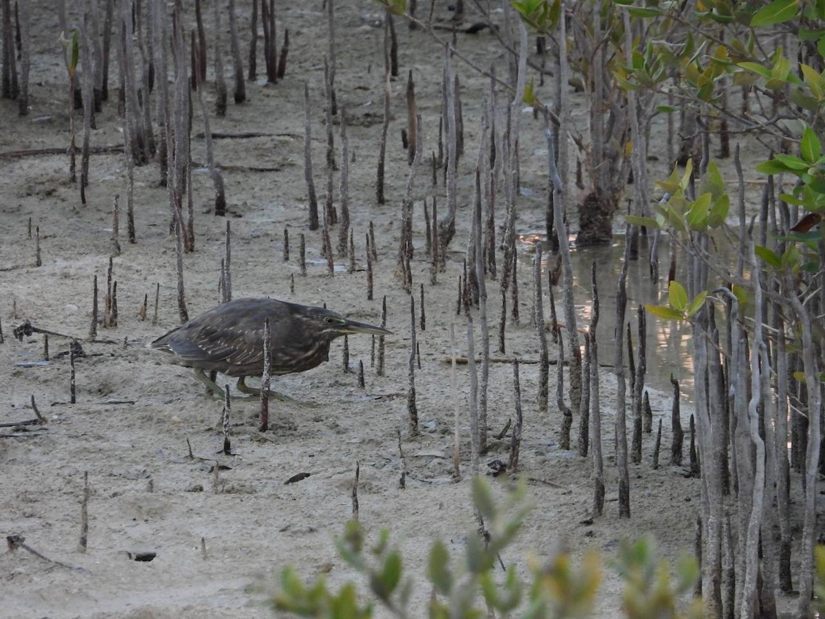 Striated Heron - ML512509111