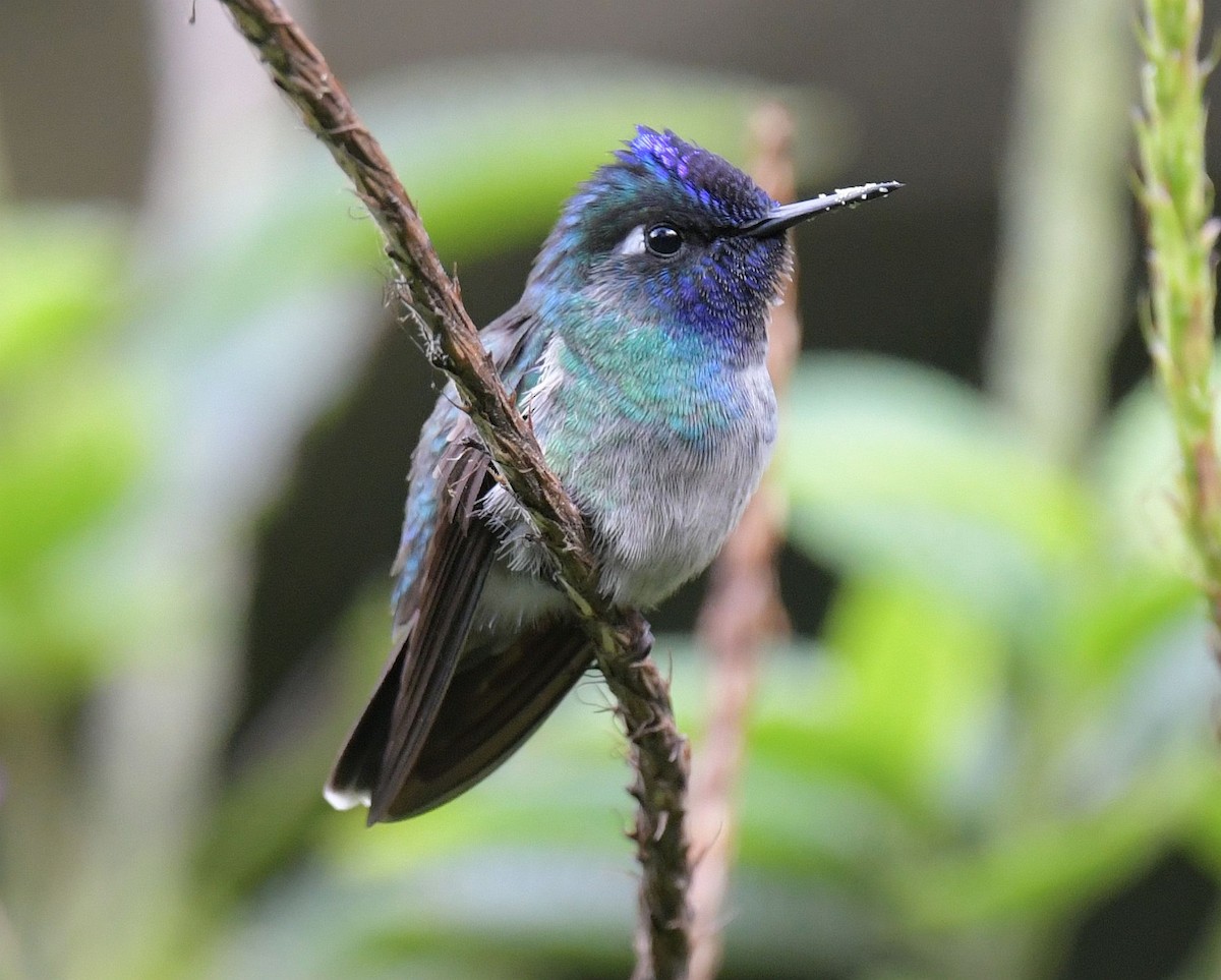 Violet-headed Hummingbird - Ernest Crvich