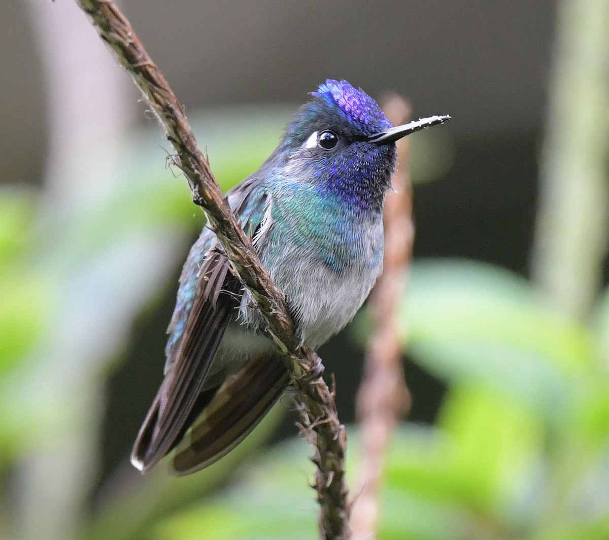 Violet-headed Hummingbird - Ernest Crvich