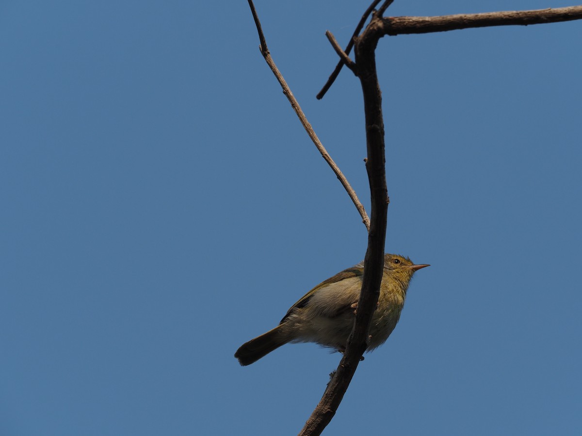 Malagasy Brush-Warbler (Malagasy) - ML512510951