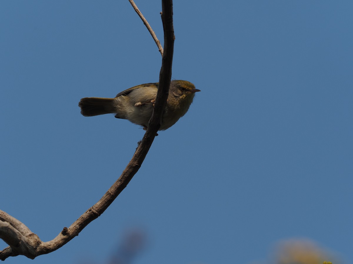 Malagasy Brush-Warbler (Malagasy) - ML512510961