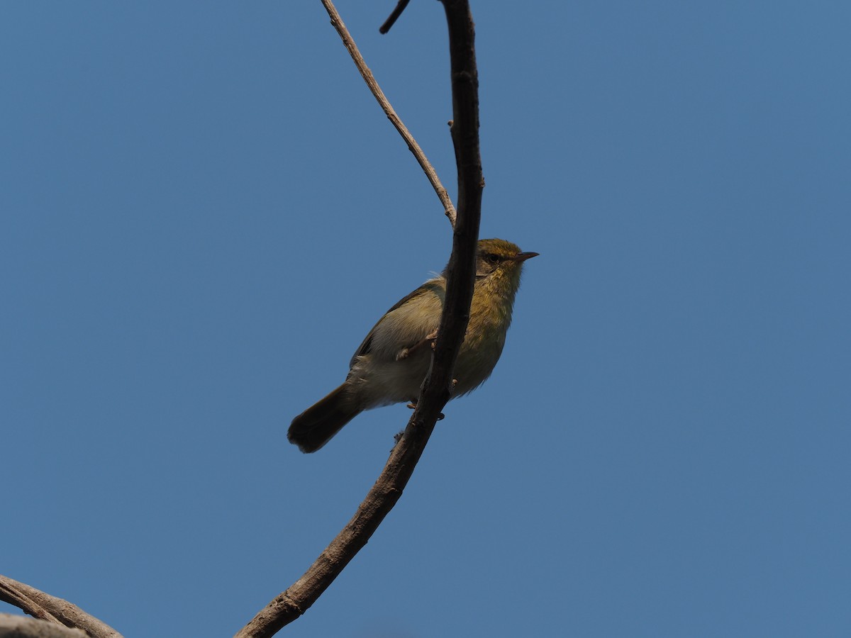 Malagasy Brush-Warbler (Malagasy) - ML512510971