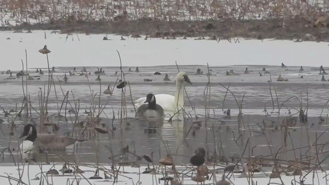 Tundra Swan (Whistling) - ML512511191