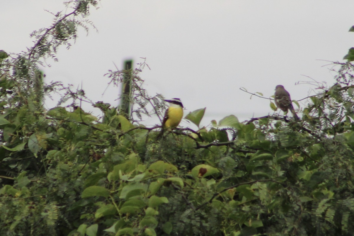 Great Kiskadee - ML512511201