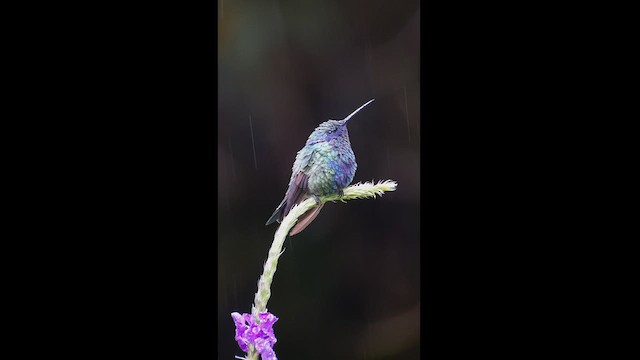 kolibřík modrolící - ML512511521