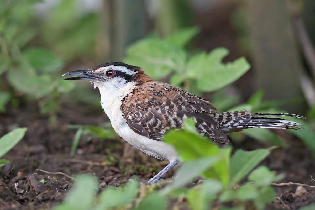 Rufous-naped Wren - Volker Hesse