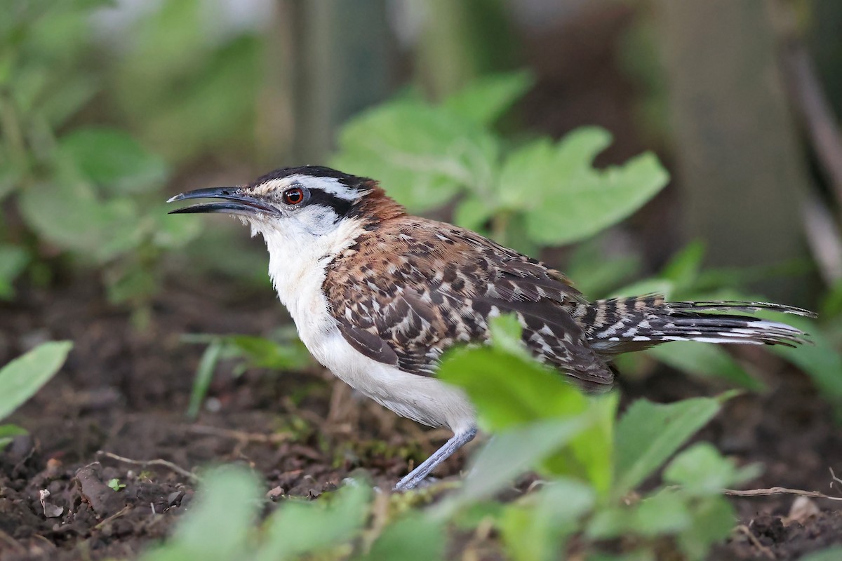 Rostrücken-Zaunkönig - ML512511561