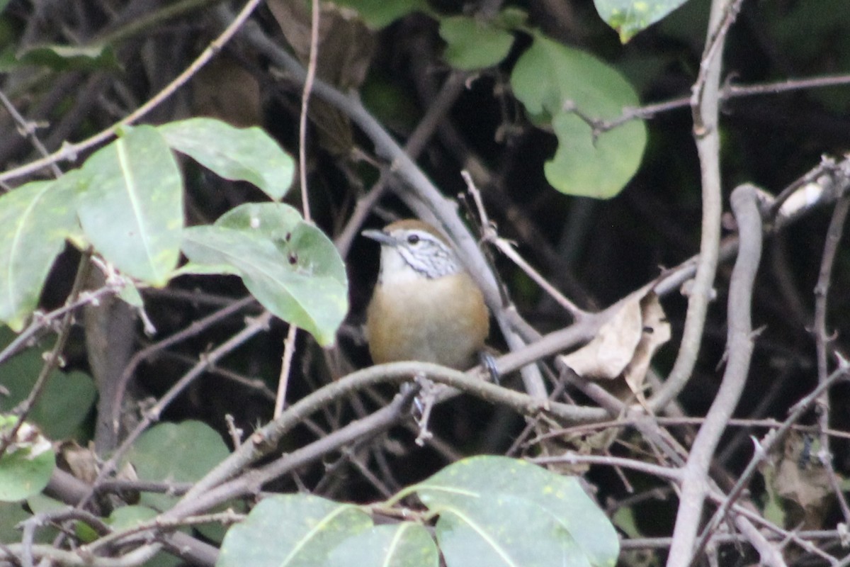 Happy Wren - ML512511901