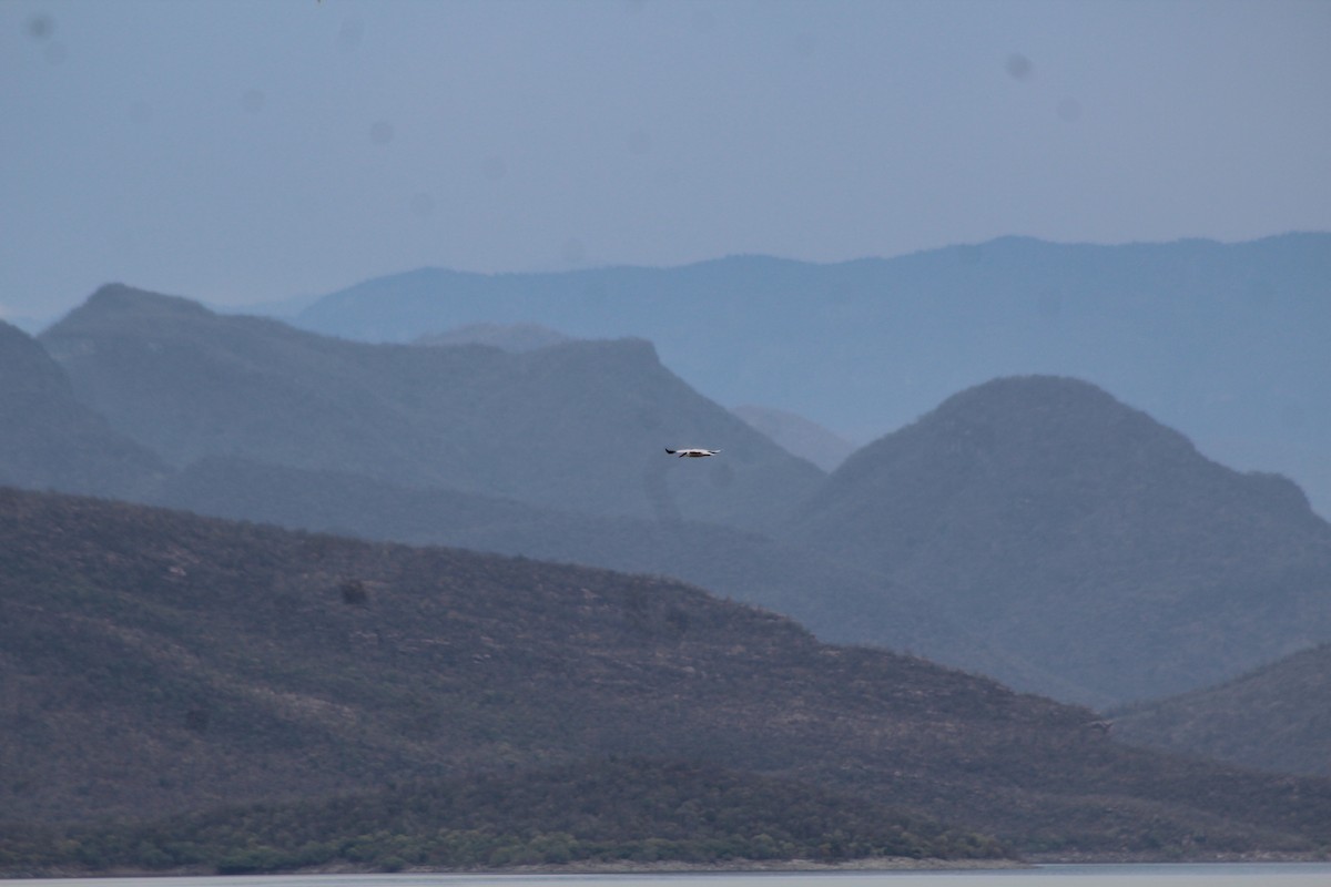 Caspian Tern - ML512512631