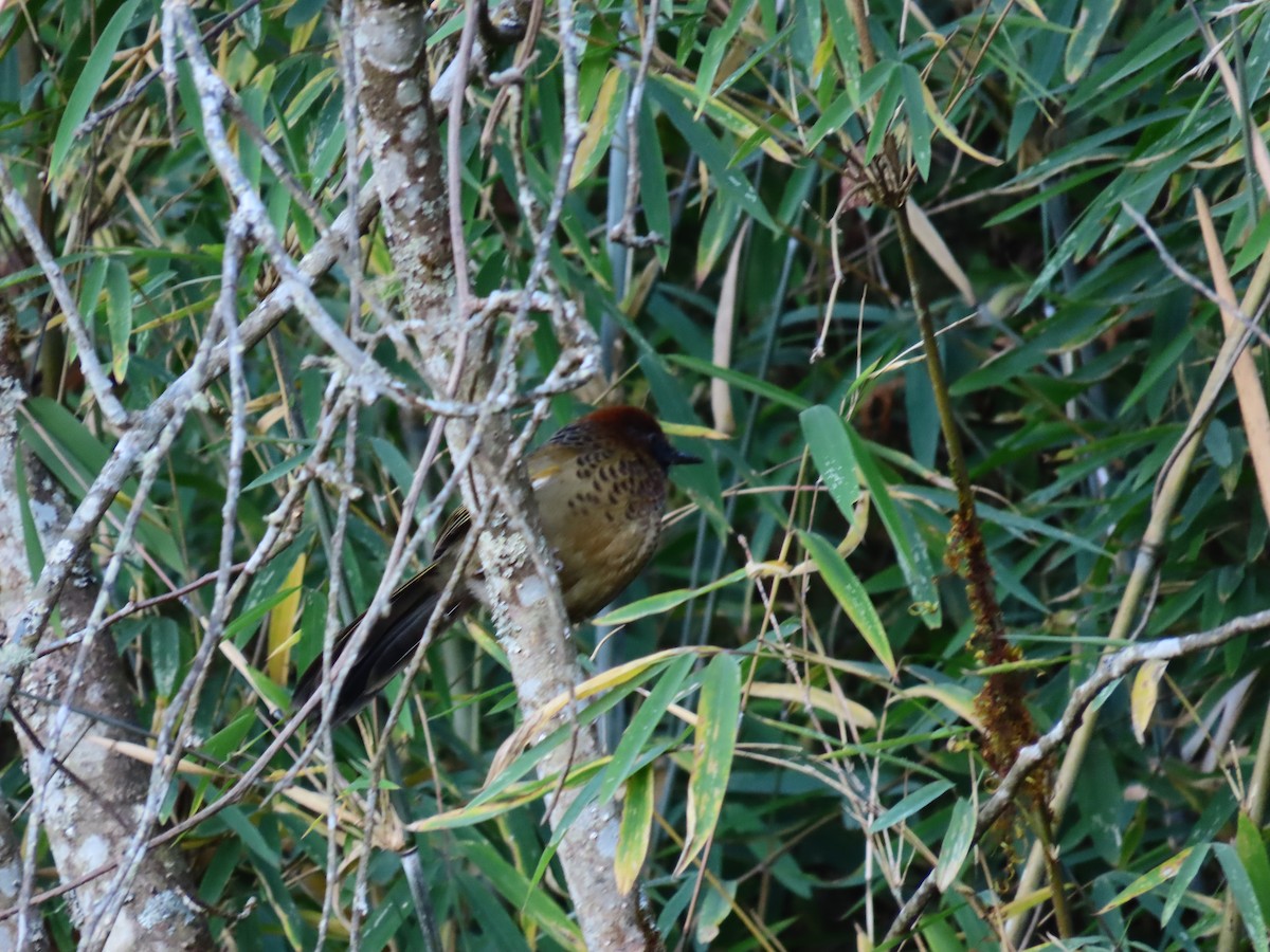 Chestnut-crowned Laughingthrush - ML512513301