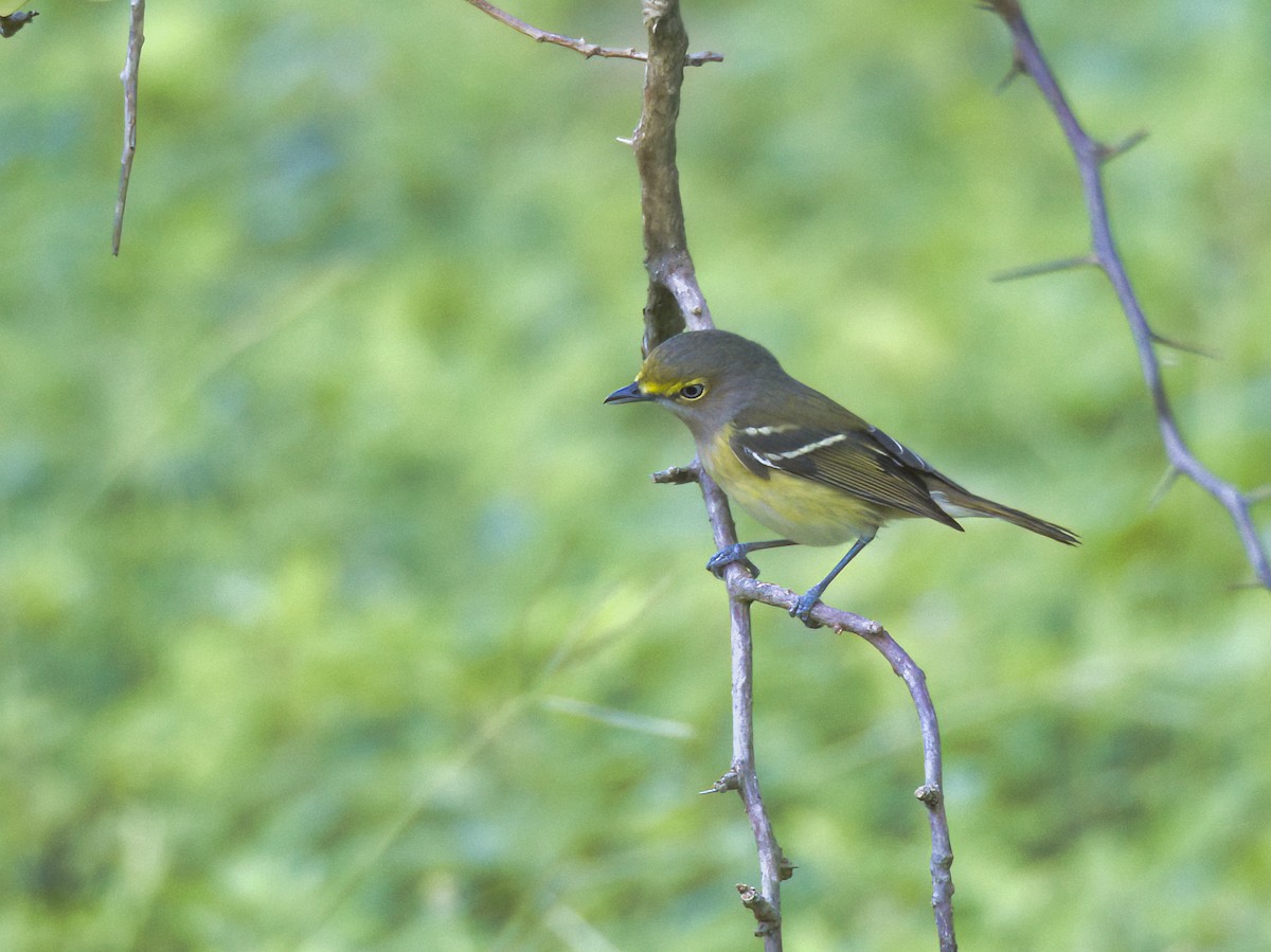 Ak Gözlü Vireo - ML512514321