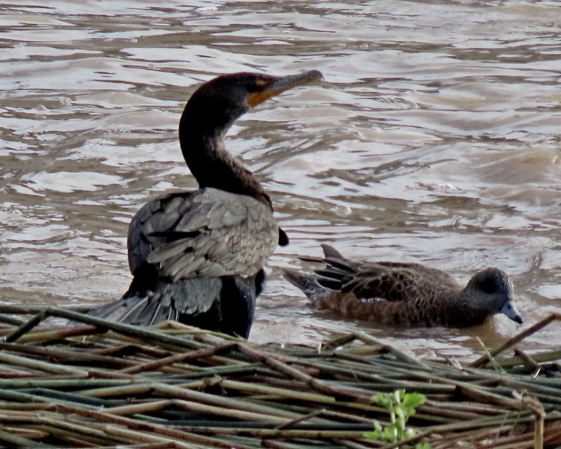 Double-crested Cormorant - ML512514421