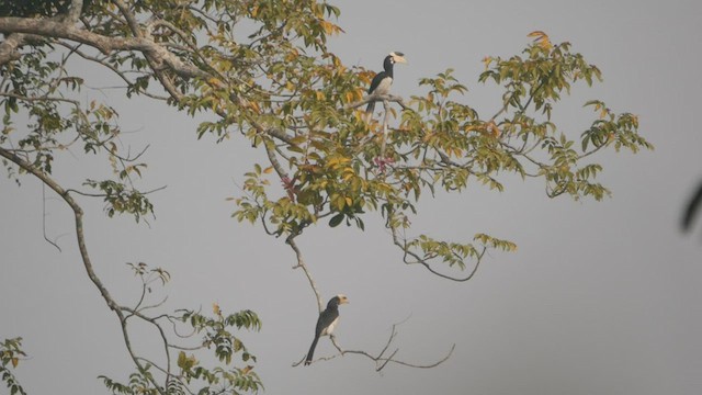 Malabar Pied-Hornbill - ML512514491