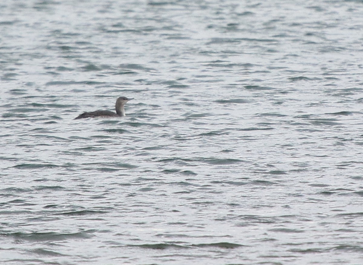 Red-throated Loon - ML512514791