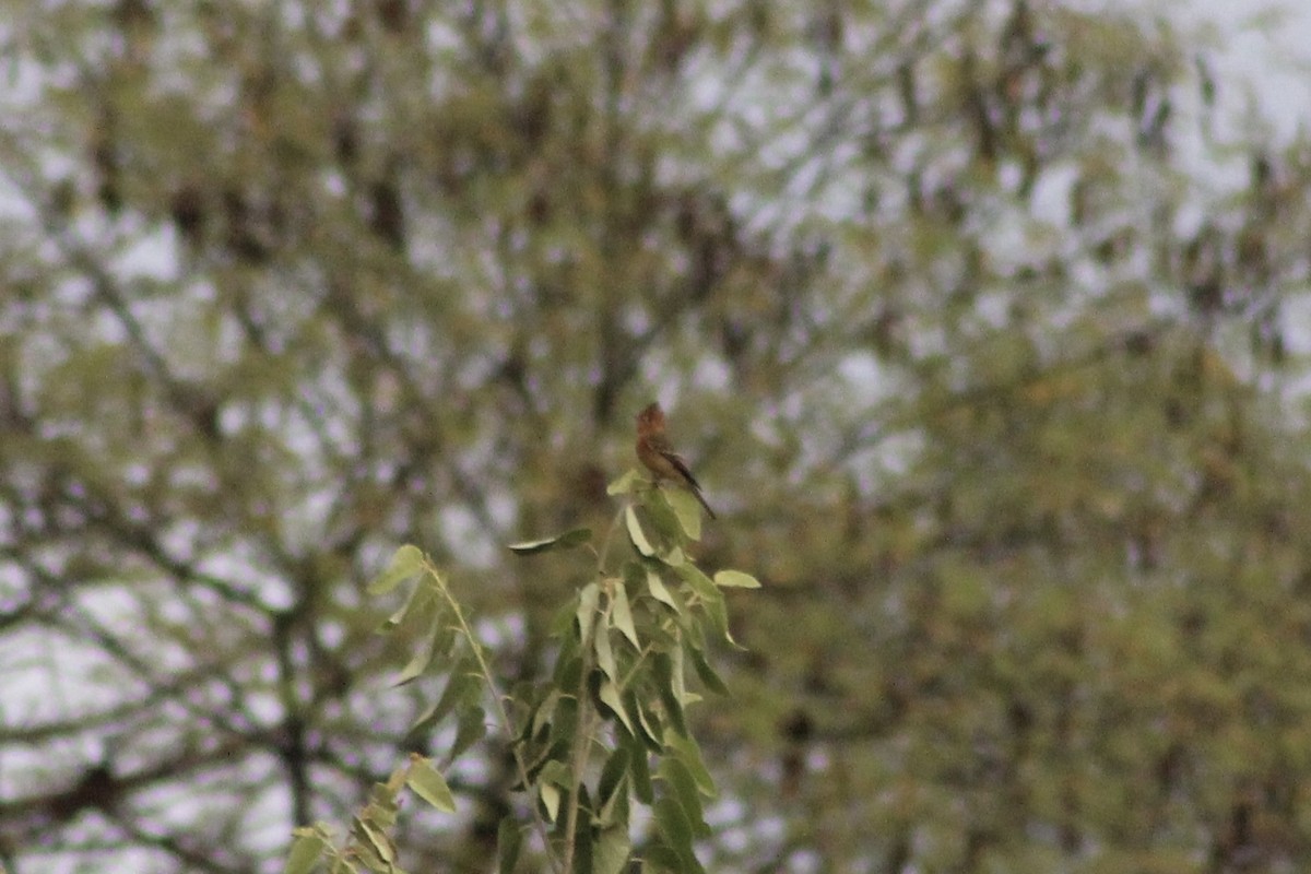 Tufted Flycatcher - Jake Thompson