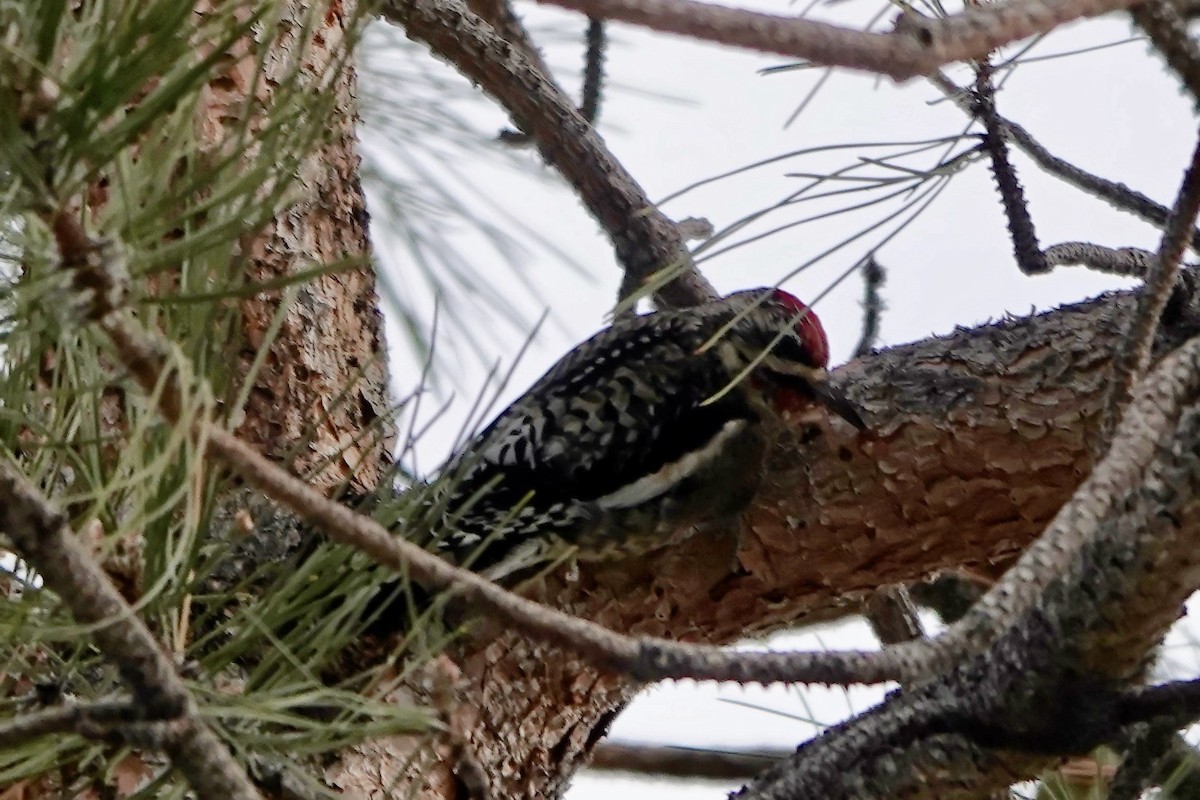 Yellow-bellied Sapsucker - Lee Burke