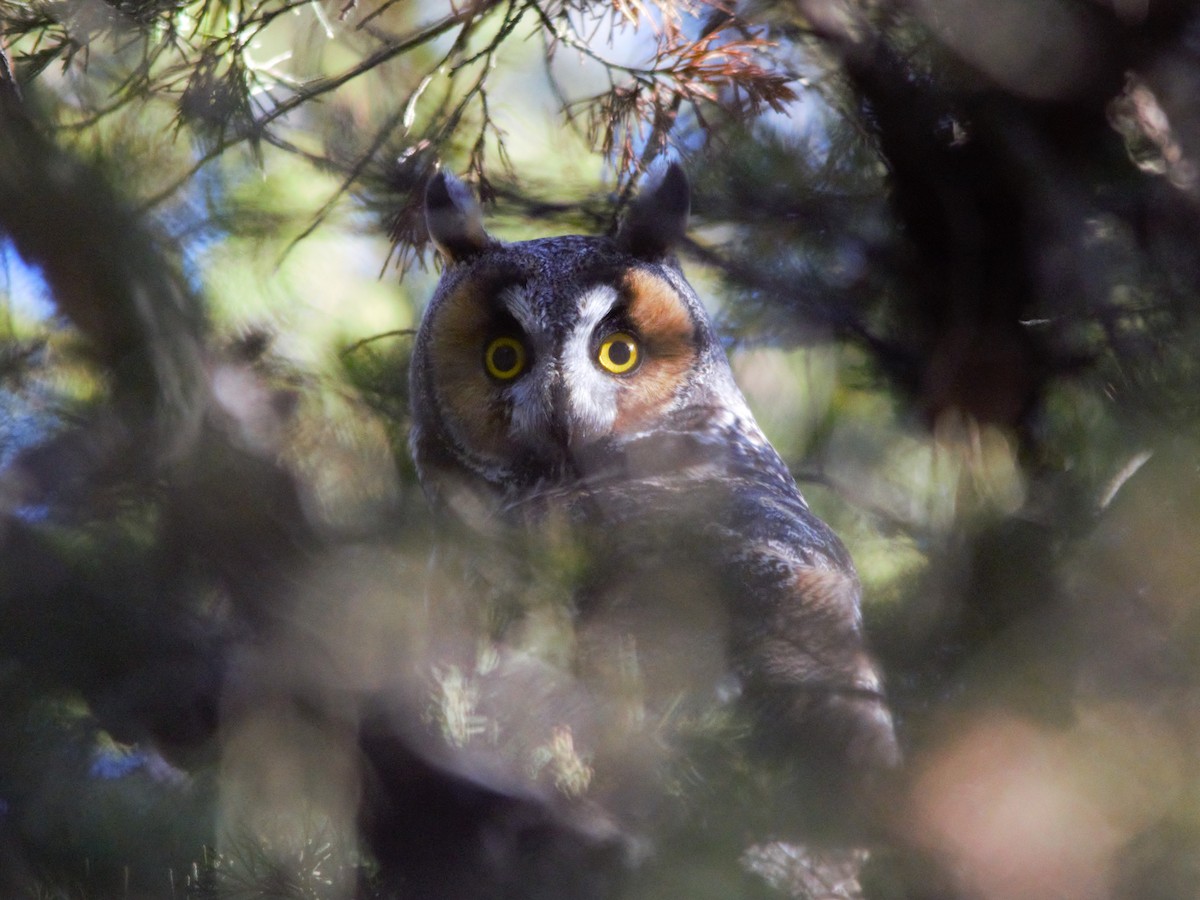 Long-eared Owl - Ben Baldwin