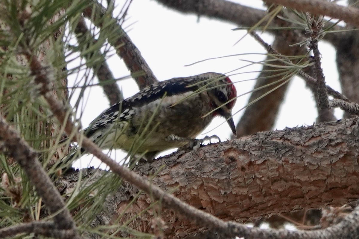 Yellow-bellied Sapsucker - Lee Burke