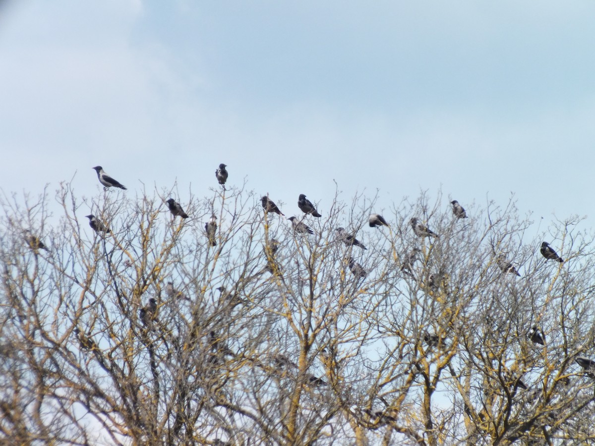 Hooded Crow - ML51251941