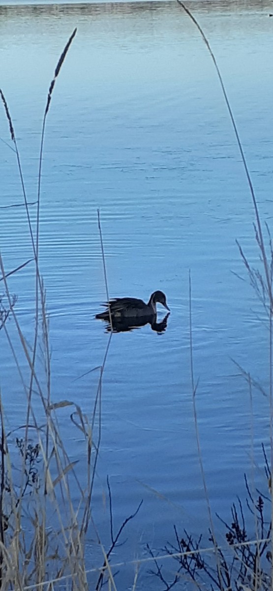 Northern Pintail - ML512520651