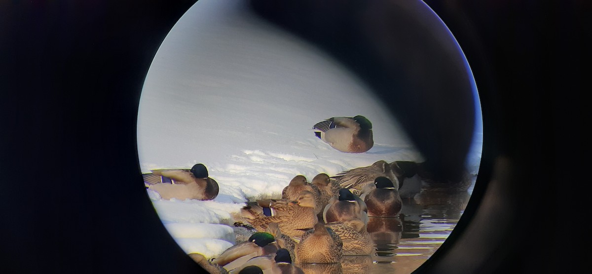 Northern Pintail - ML512521191