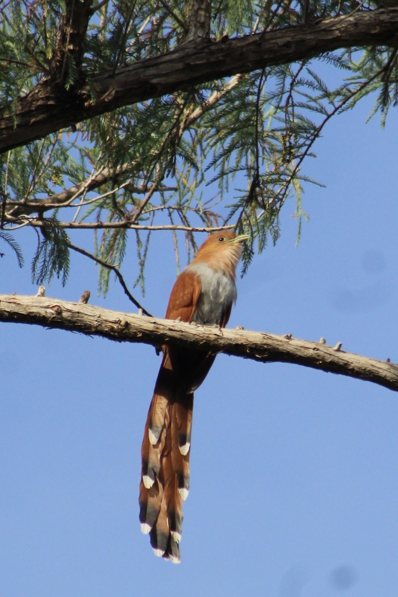 Cuco Ardilla Común - ML512522191