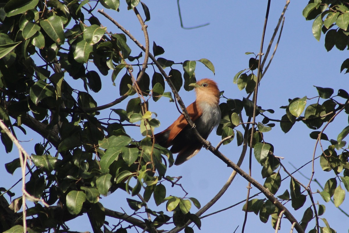 Squirrel Cuckoo - ML512522211