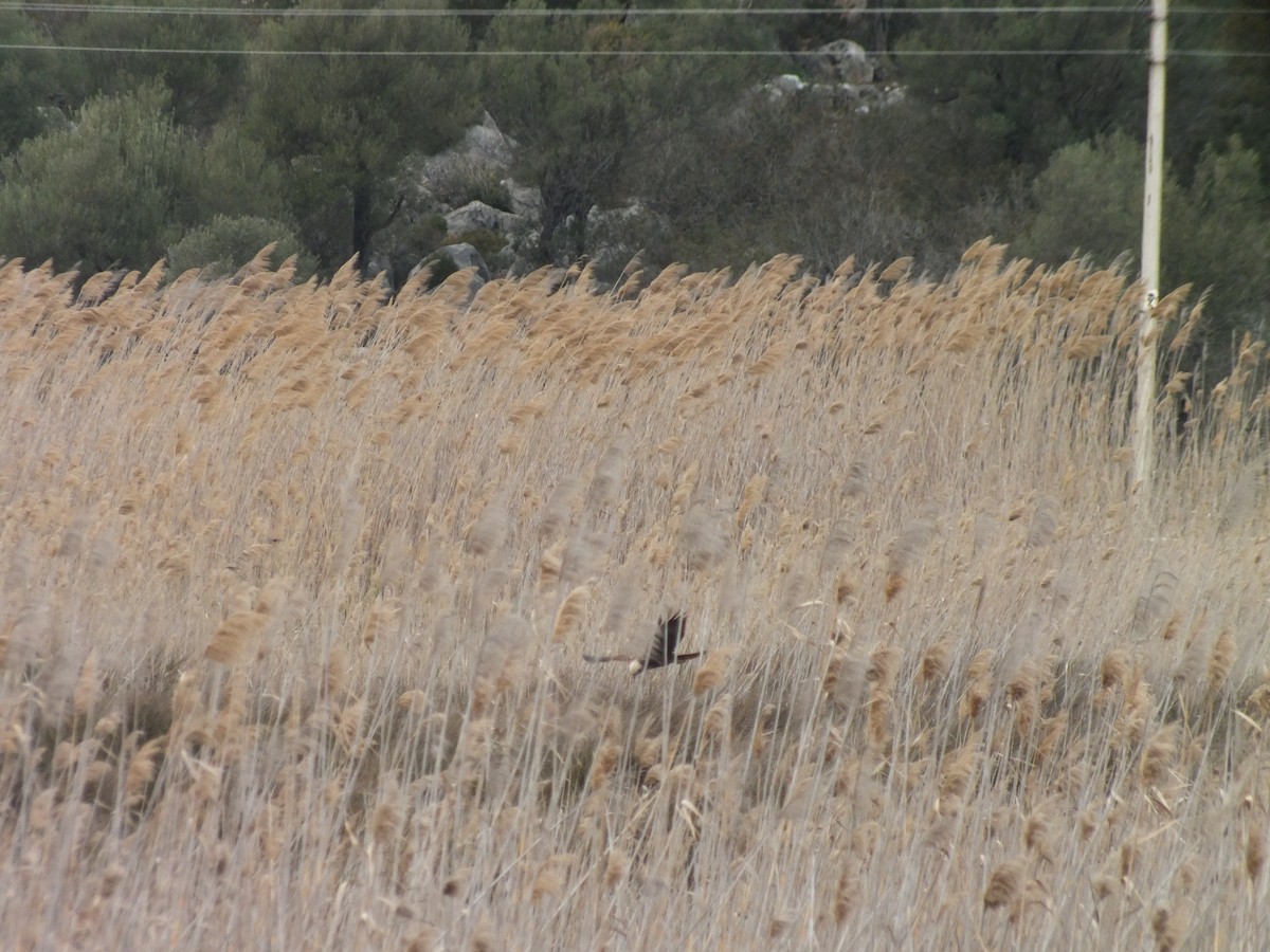 Western Marsh Harrier - ML51252241