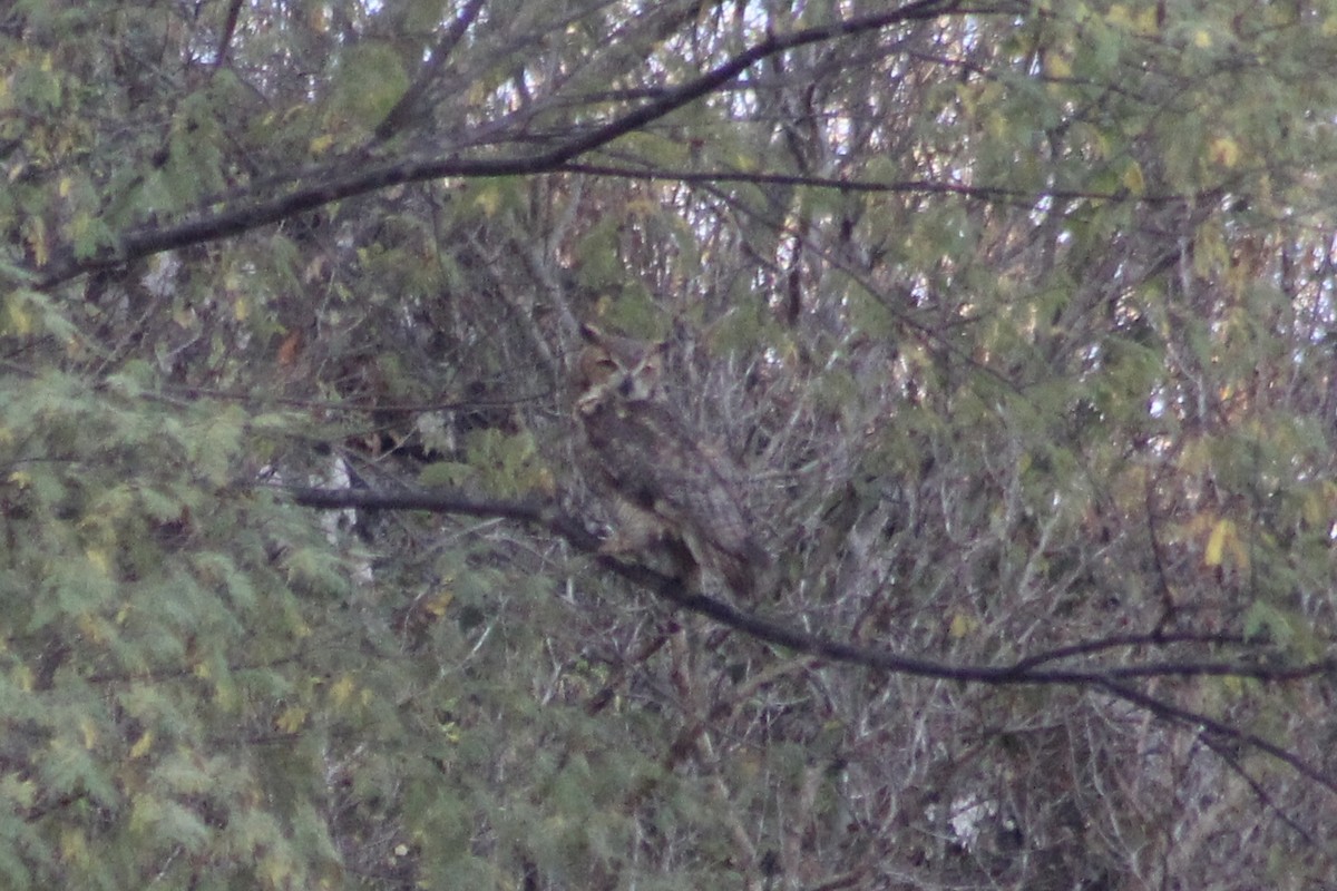 Great Horned Owl - Jake Thompson