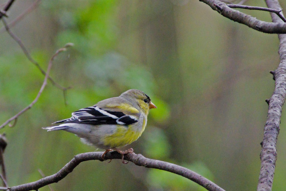 American Goldfinch - ML512522691